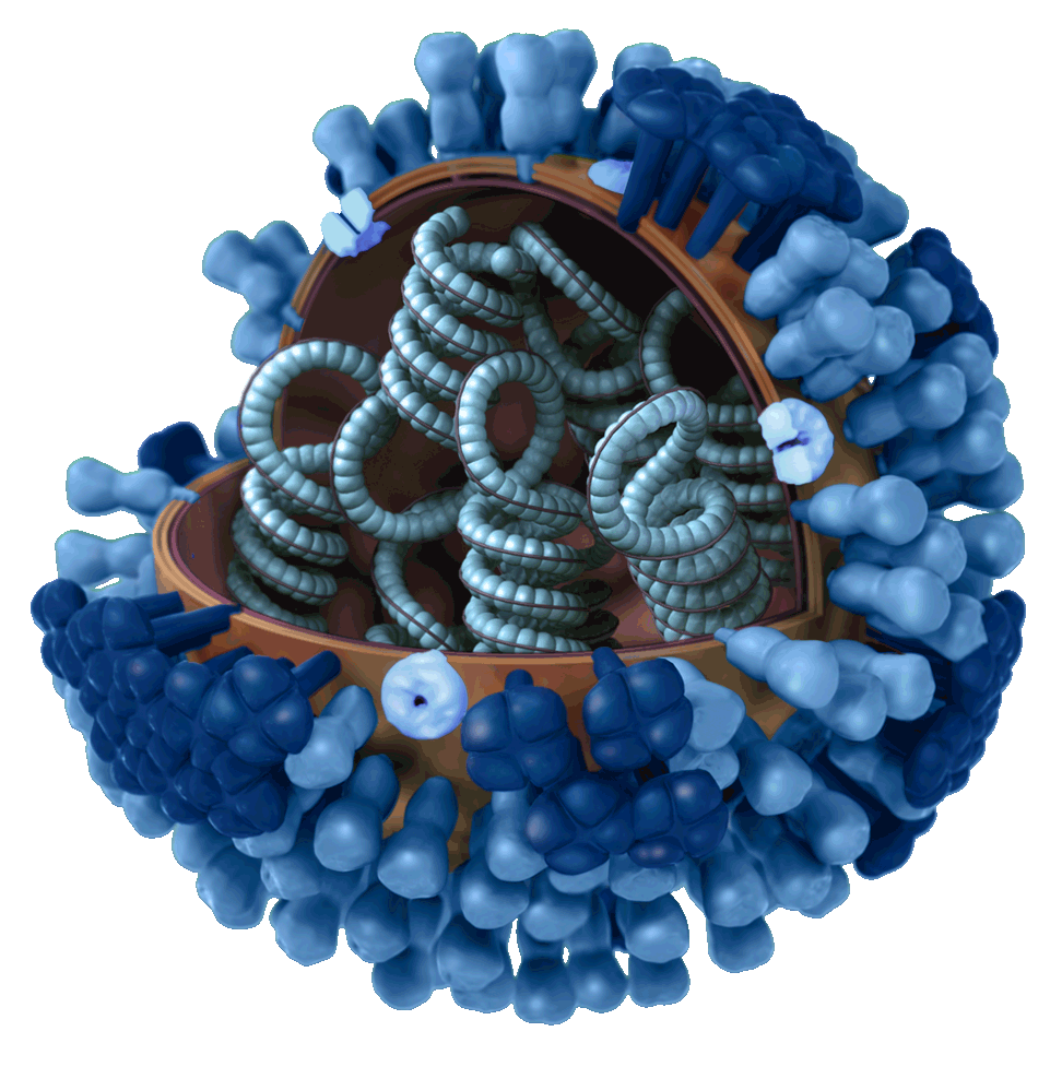 flu clipart measles virus
