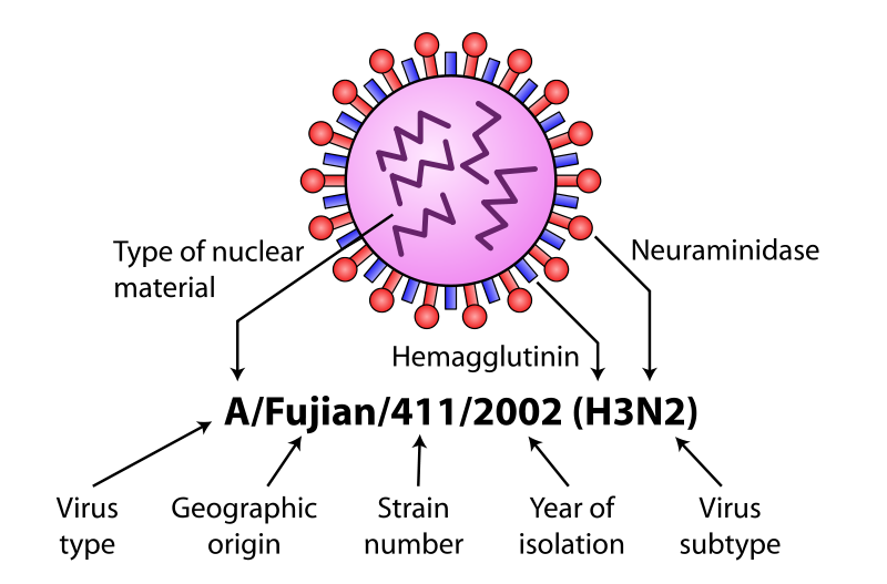 flu clipart virus cell