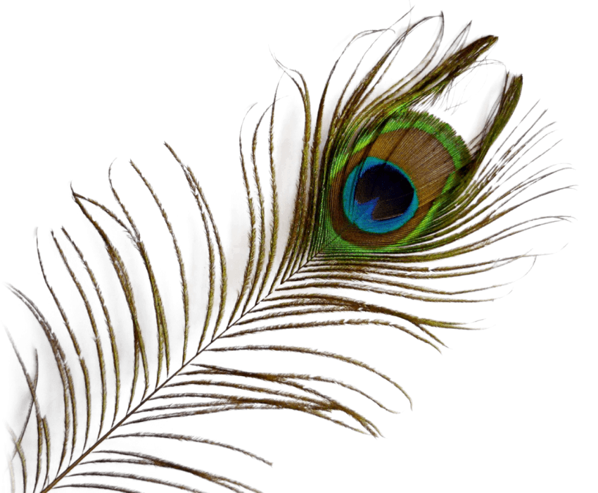 flute clipart peacock feather