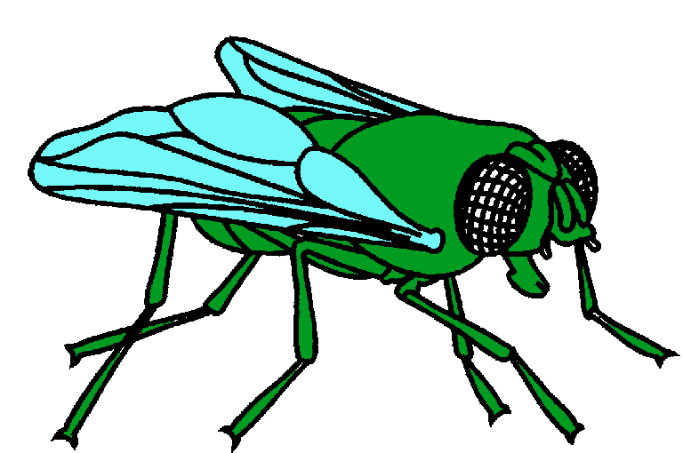 fly clipart