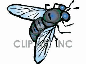 fly clipart bug