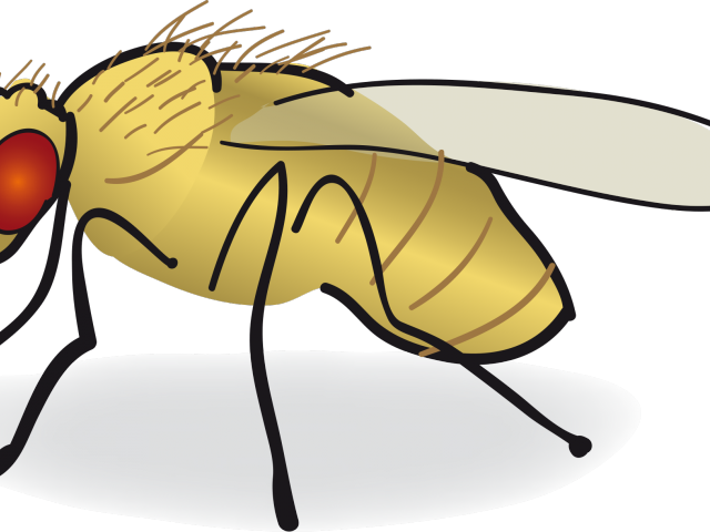 Fly clipart drosophila. Melanogaster png download full