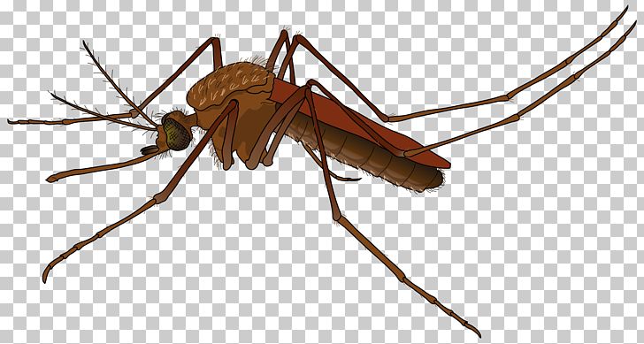 fly clipart mosquito