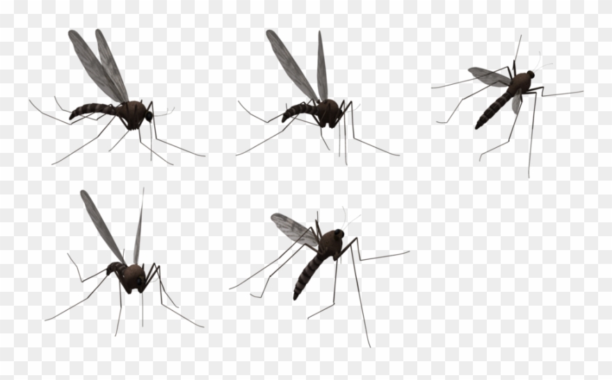 Mosquito clipart transparent background. Flying png 