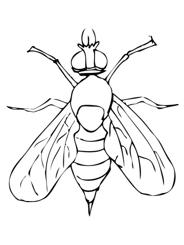 Drosophila fruit coloring page. Fly clipart printable
