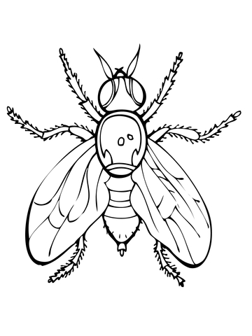 Fly clipart printable. Fruit coloring page free