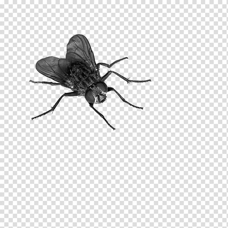 Black housefly background png. Fly clipart transparent