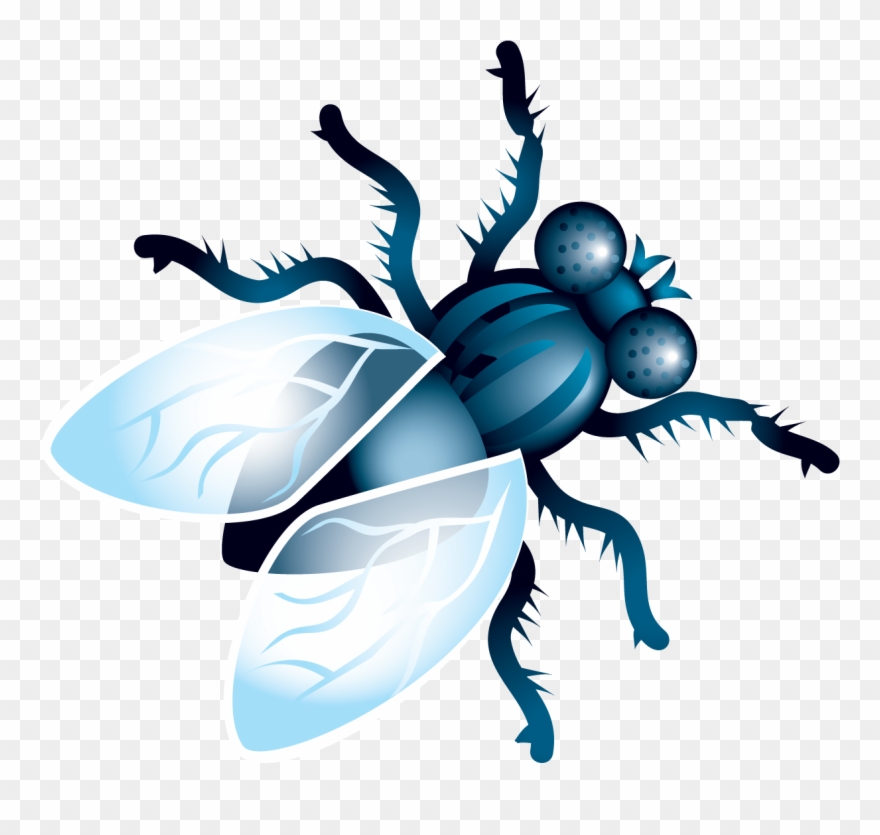 Free images toppng png. Fly clipart transparent