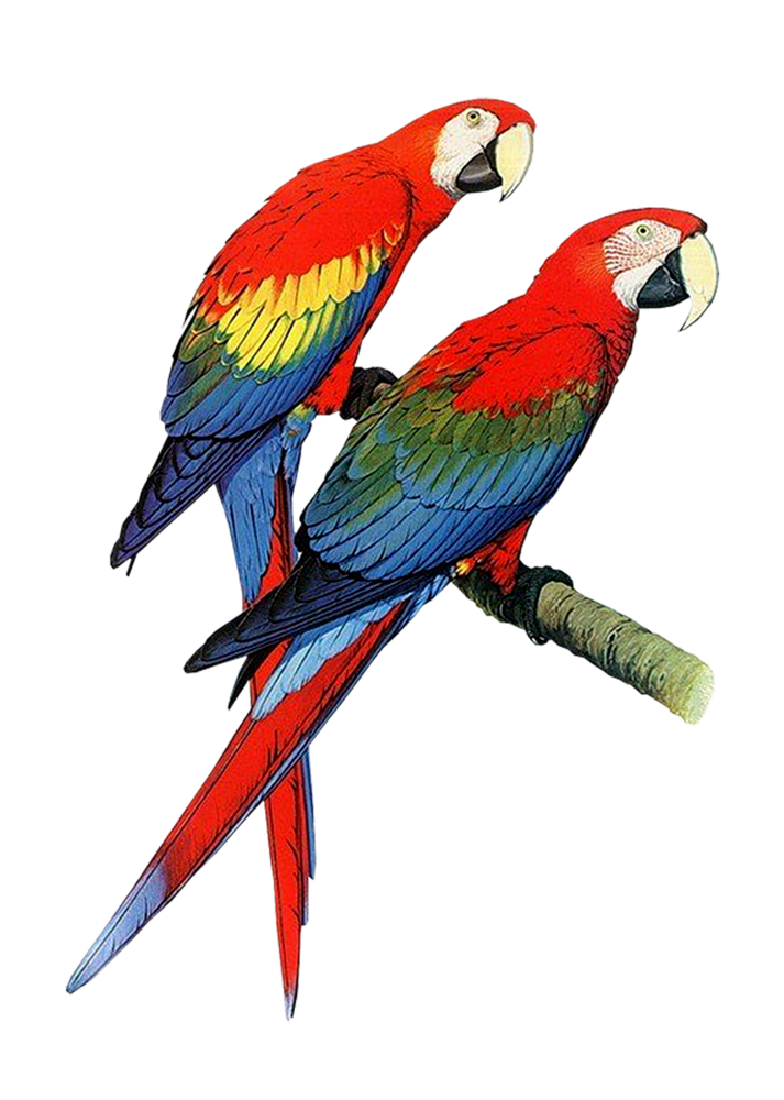 parrot clipart two