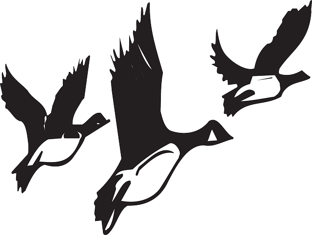  collection of high. Pigeon clipart bird migration