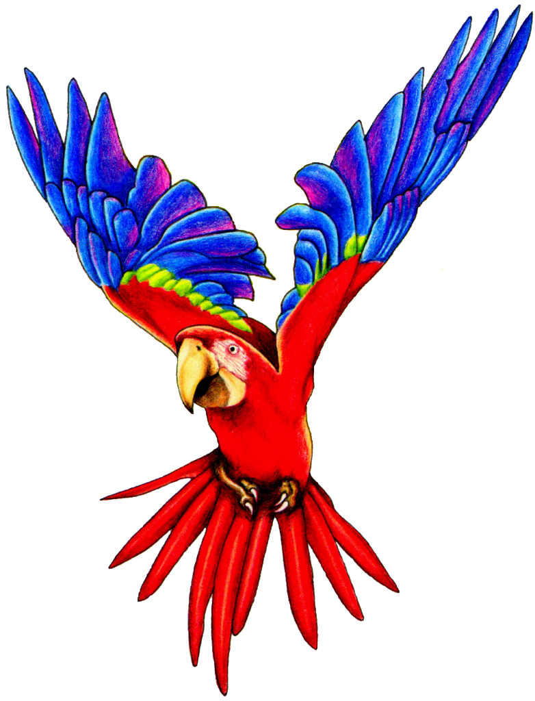 rainforest clipart macaw