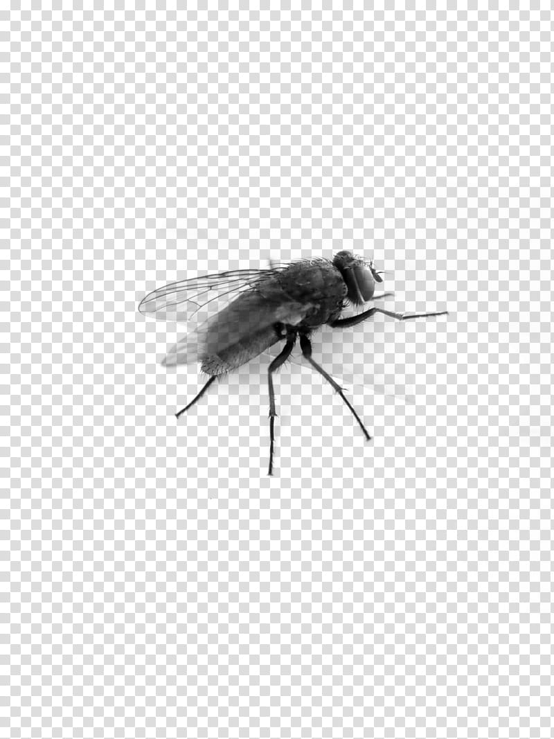 flying clipart transparent background