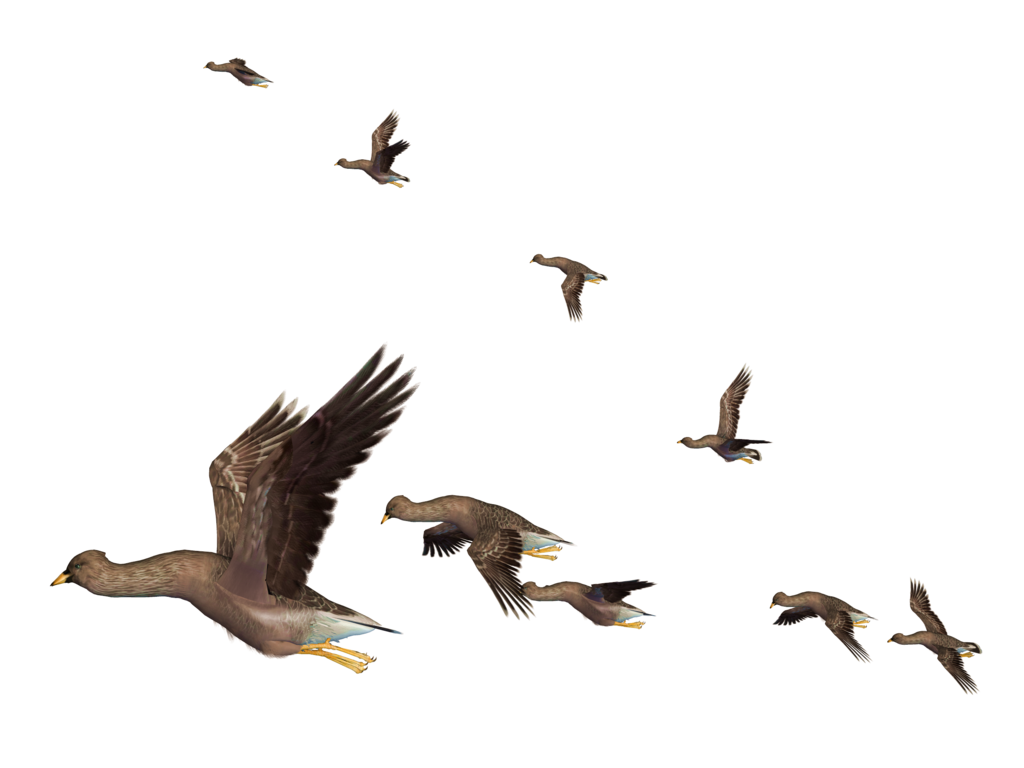 Flying png peoplepng com. Goose clipart migratory bird