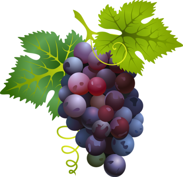Great clip art of. Grape clipart fruit vegetable