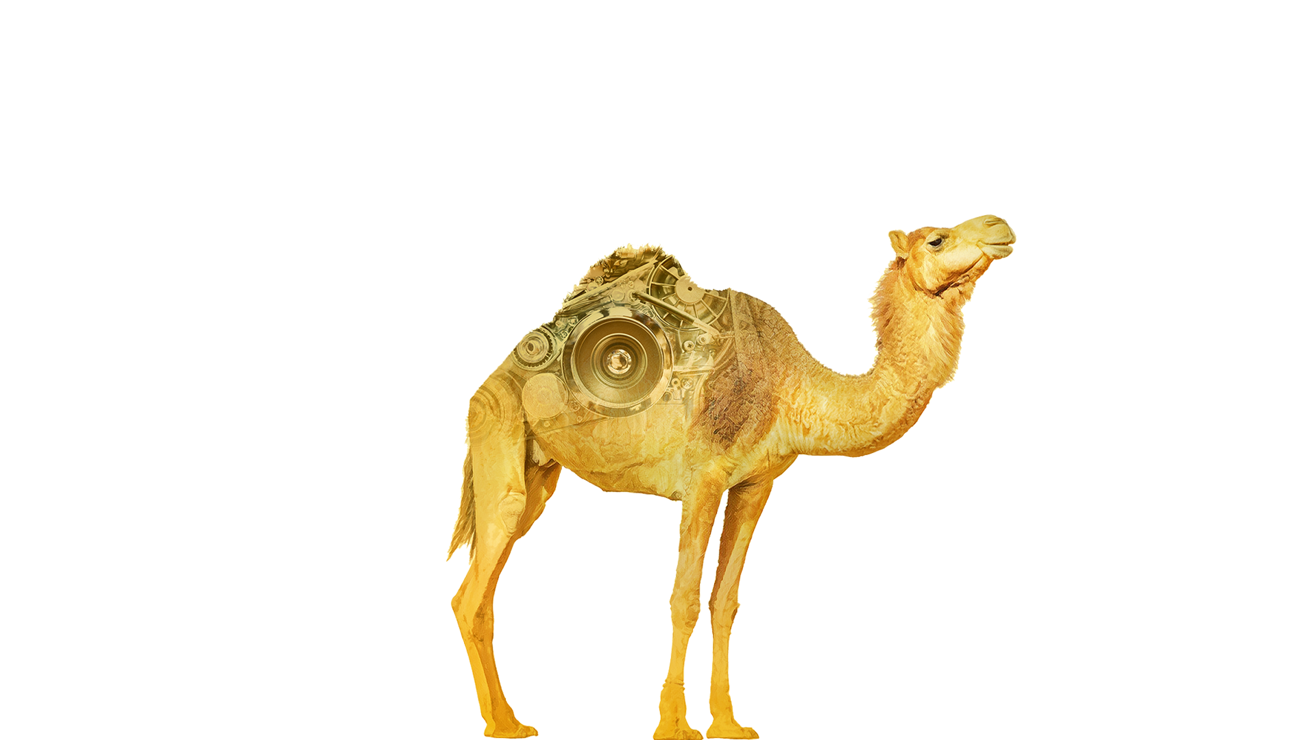 Footprints clipart camel. Toshiba electronic devices storage