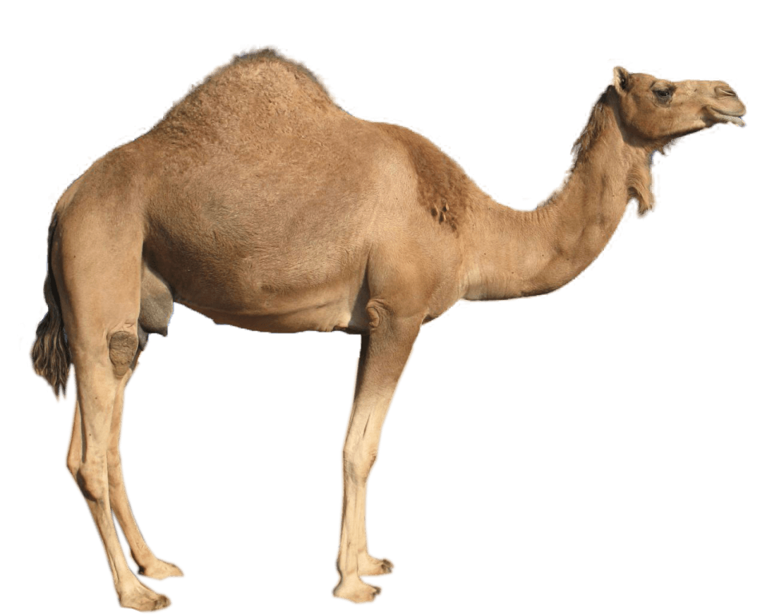 footprint clipart camel