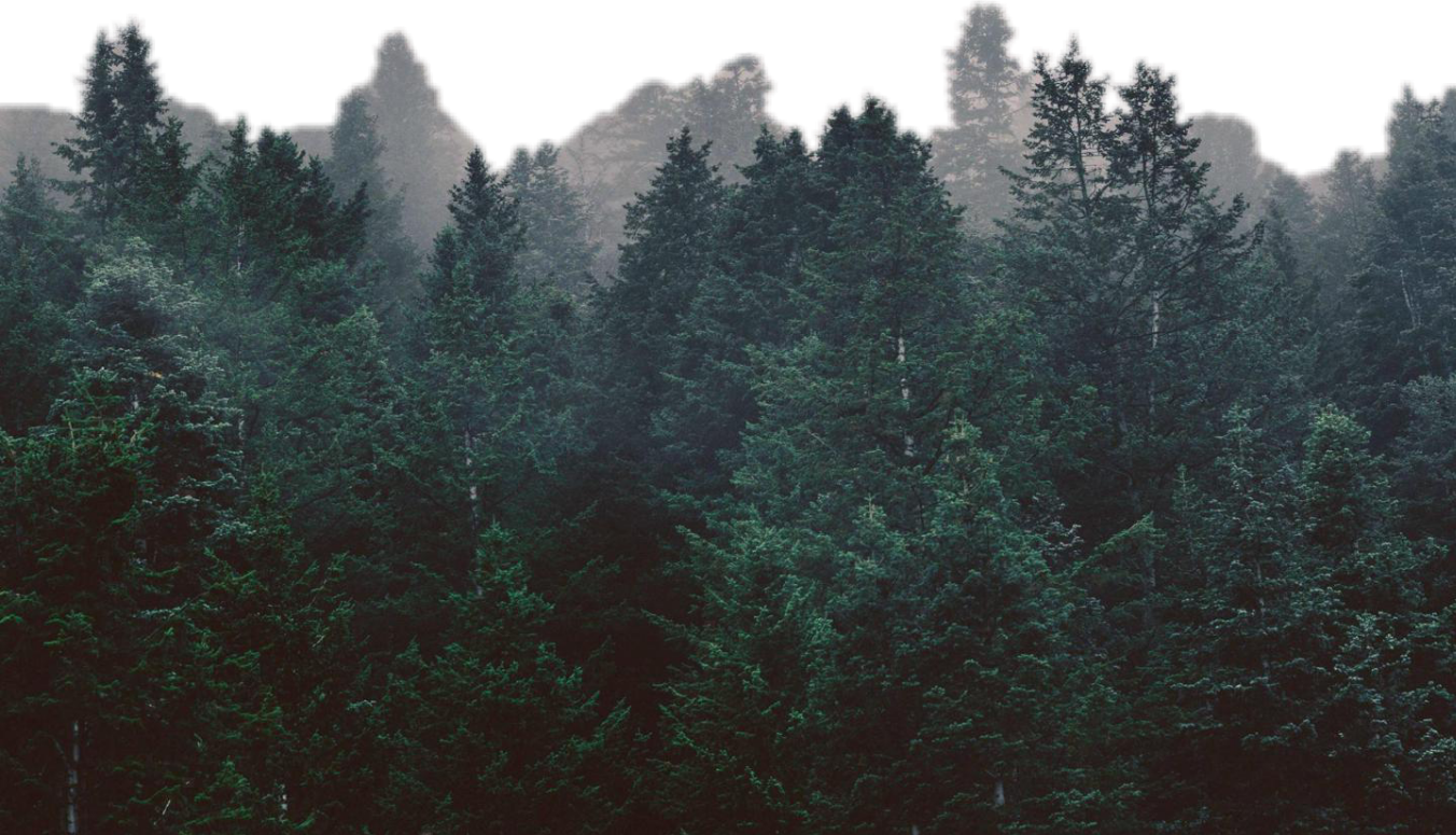 Forest clipart bosque. Trees arboles report abuse