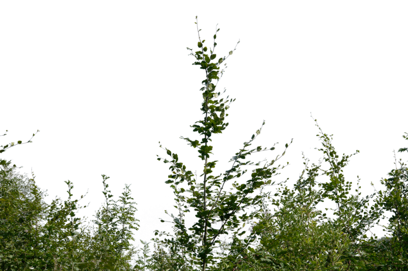 forest clipart bush