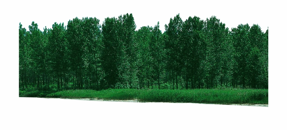 Free download png psd. Forest clipart file