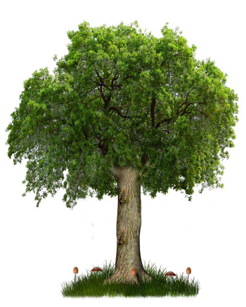 Png tree by paradise. Forest clipart horizon