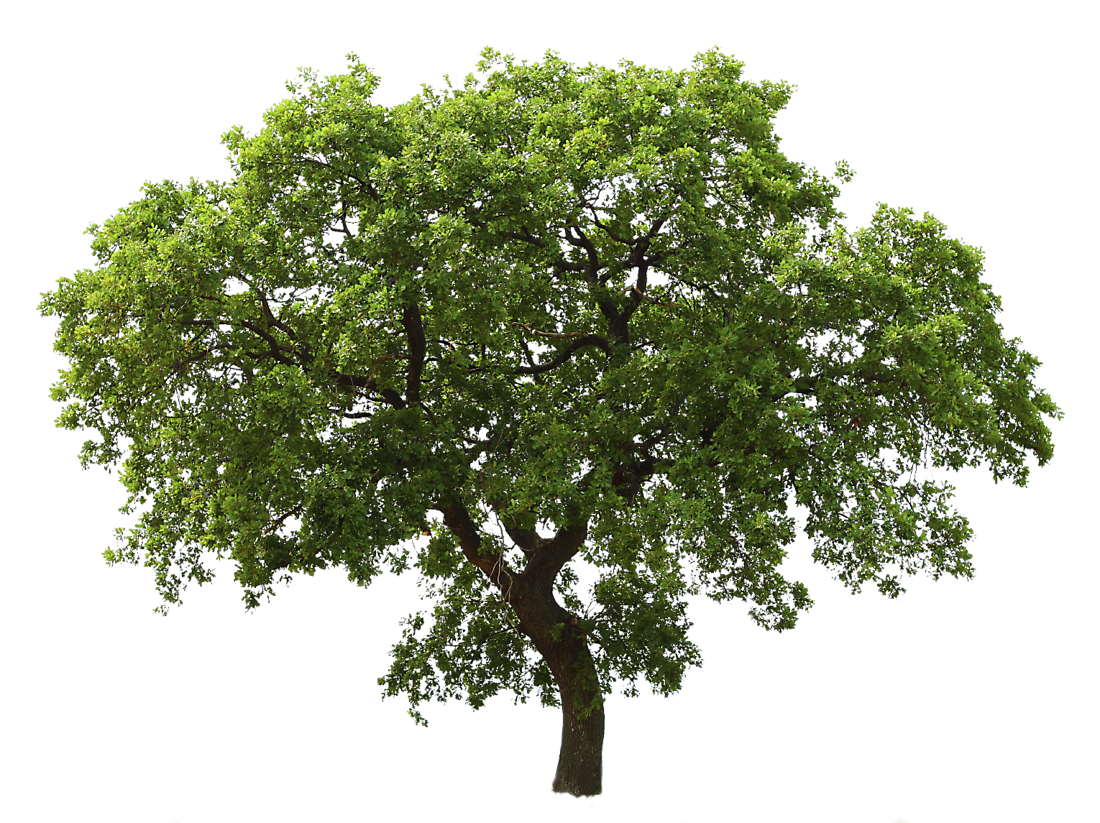 forest clipart oak tree
