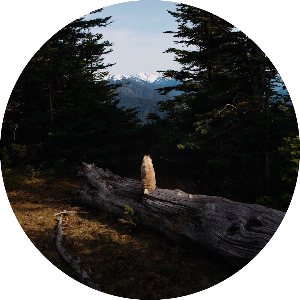 forest clipart state park