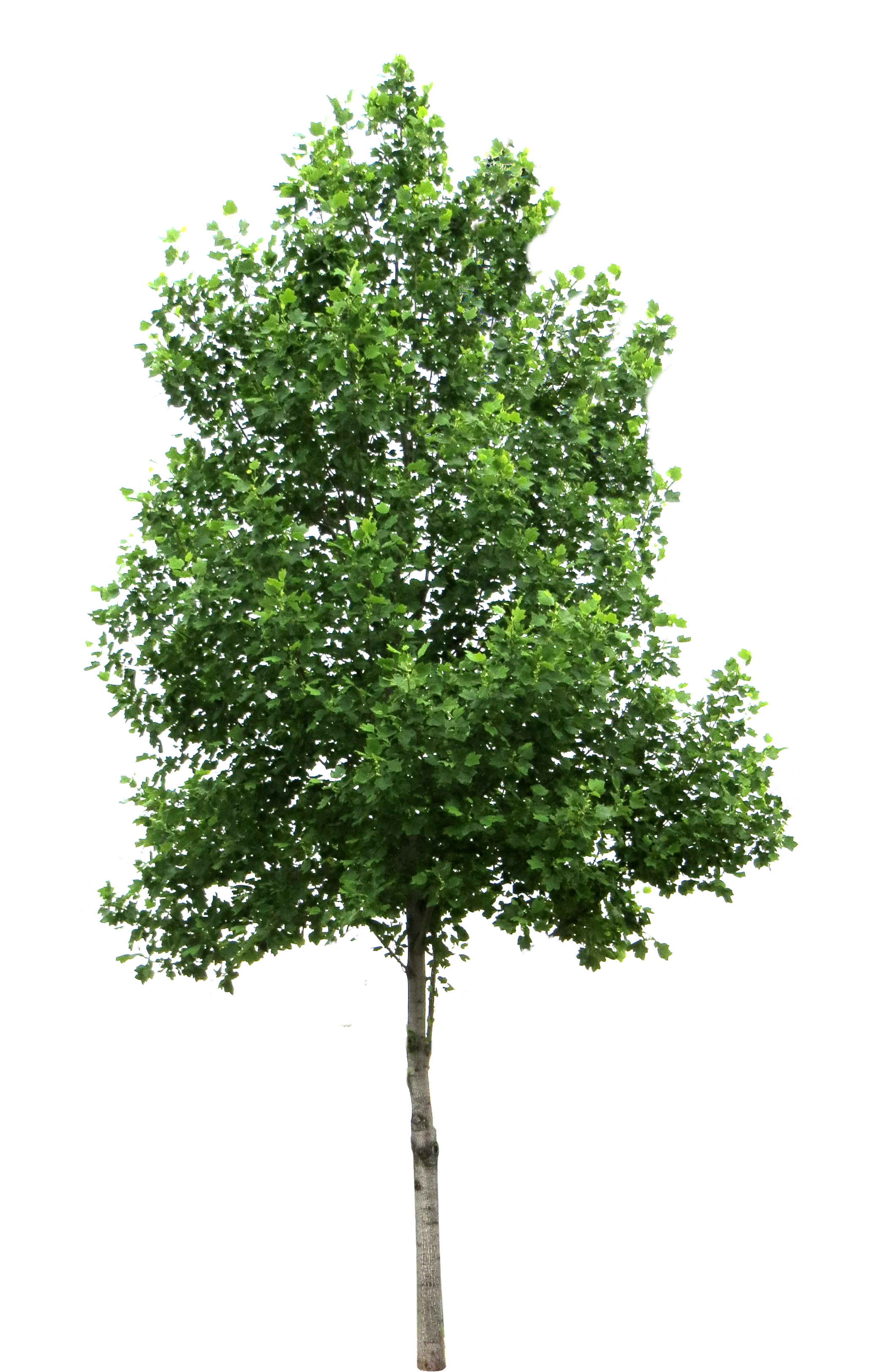 Free texture trees lugher. Plants clipart landscaping