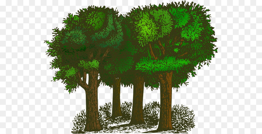 forest clipart transparent