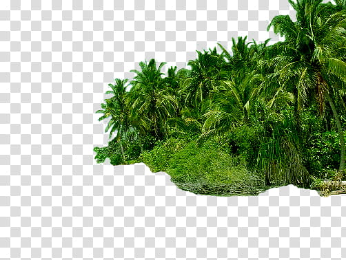 Forest clipart transparent. Summer illustration background png