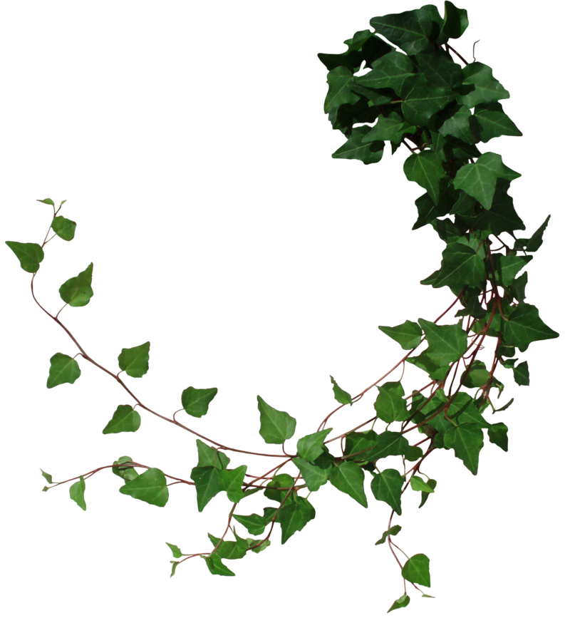 forest clipart vine