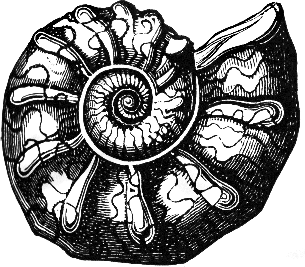 Fossil clipart ammonite fossil. Cartoon art in clip