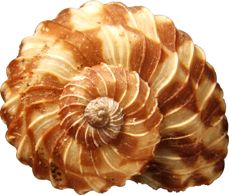 seashells clipart one object