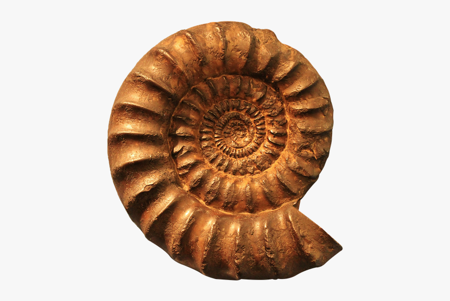 Png cliparts cartoons . Fossil clipart ammonite fossil