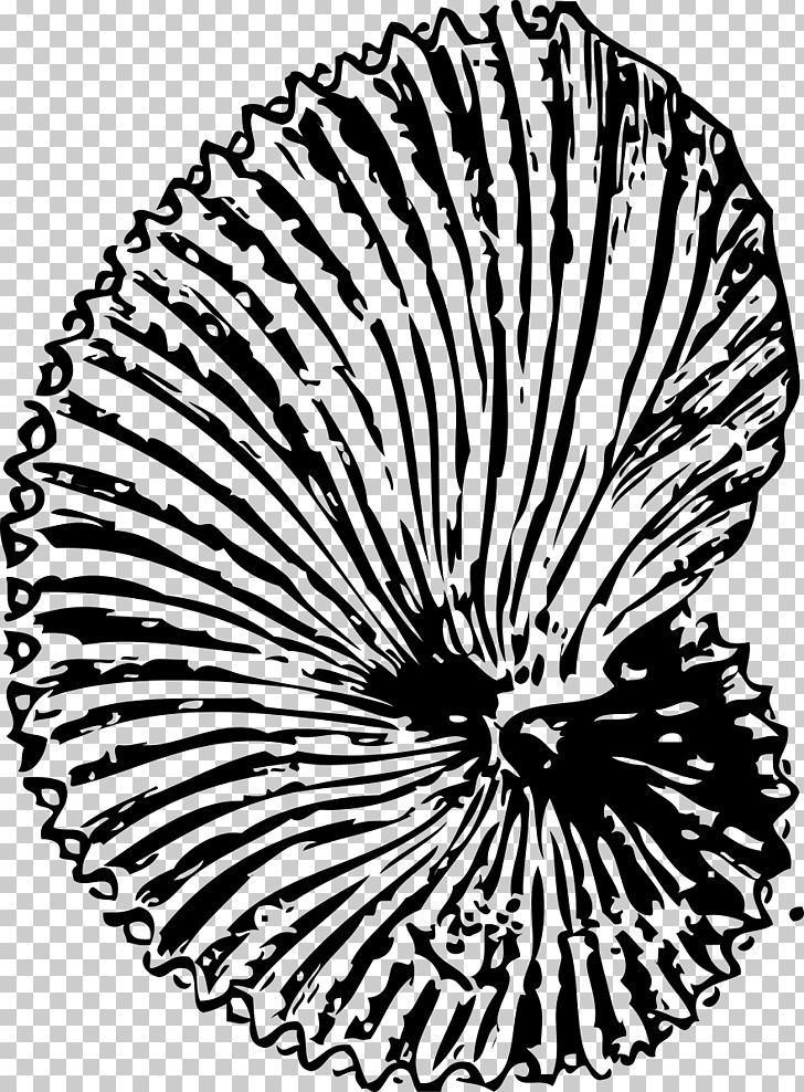 Seashell png ammonites black. Fossil clipart ammonite fossil