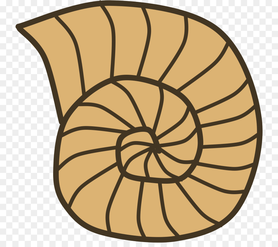 Fossil clipart cartoon. Dinosaur seashell line font