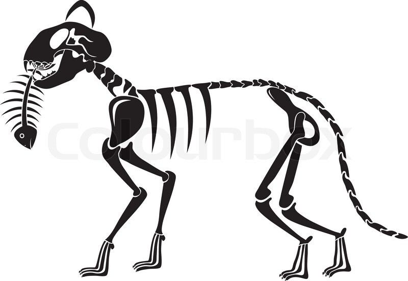 Fossil clipart cat skeleton. Pin by misty kohal