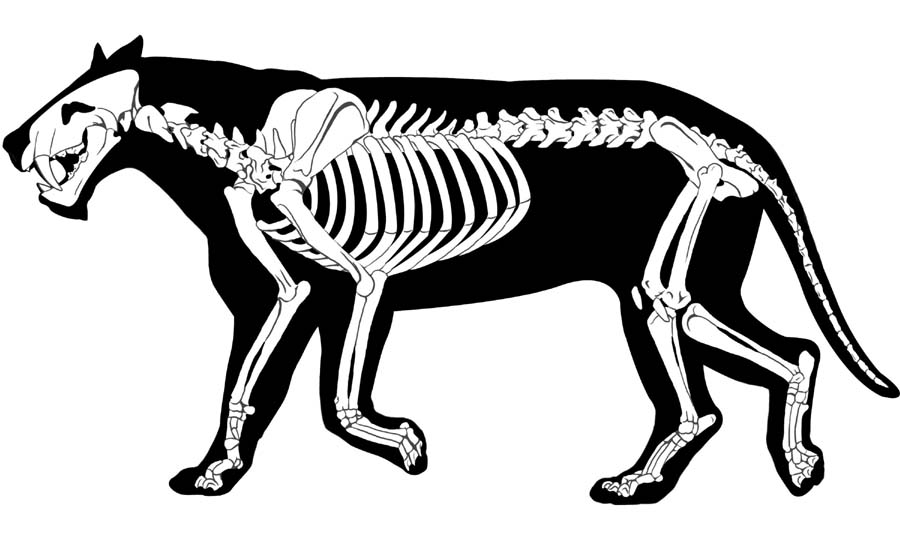 Fossil clipart cat skeleton. Saber tooth for gray