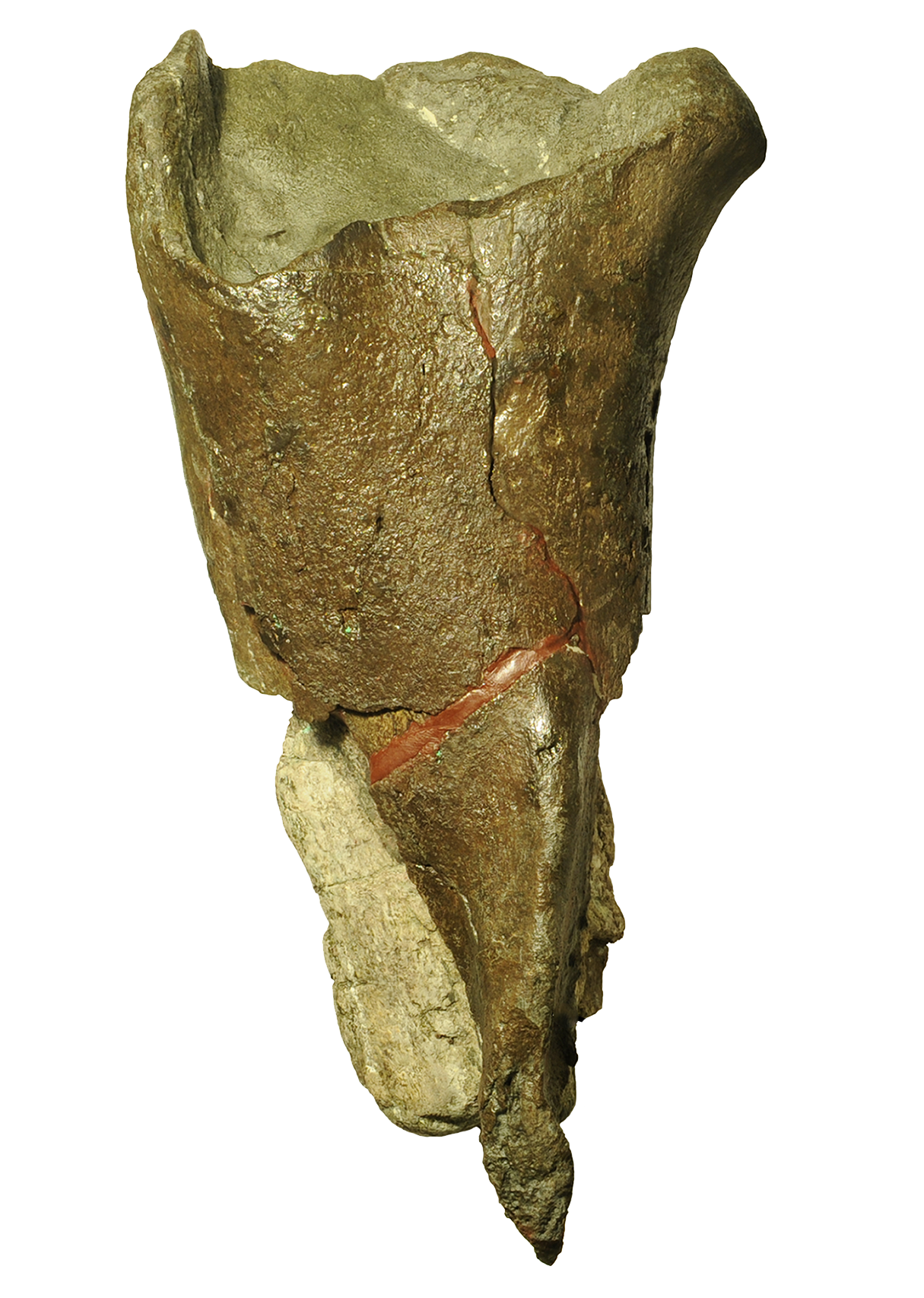 fossil clipart dinosaur bone