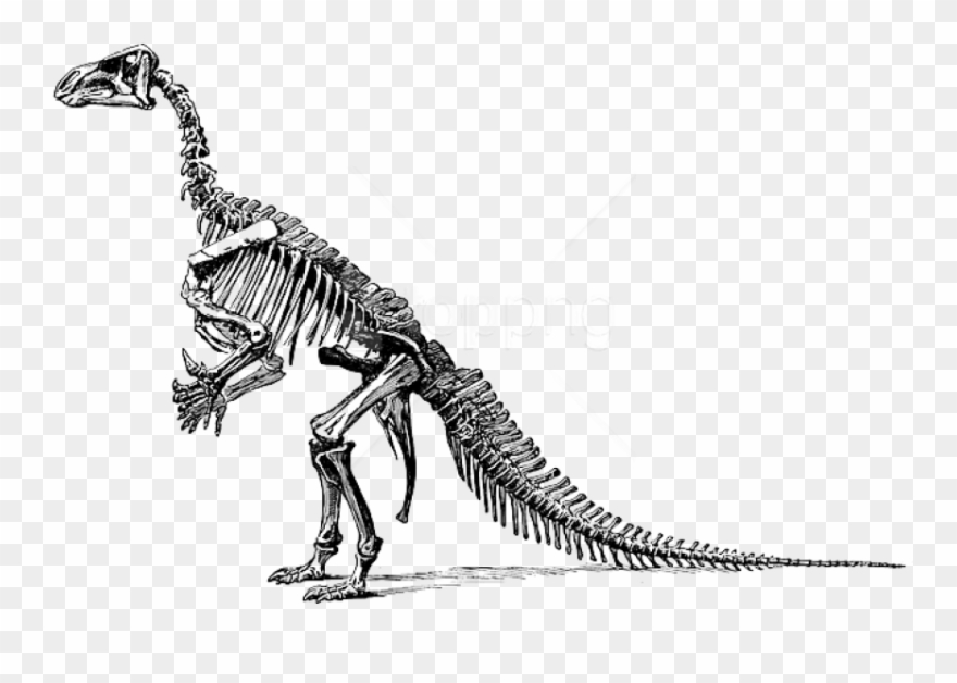 fossil clipart dinosaur skeleton