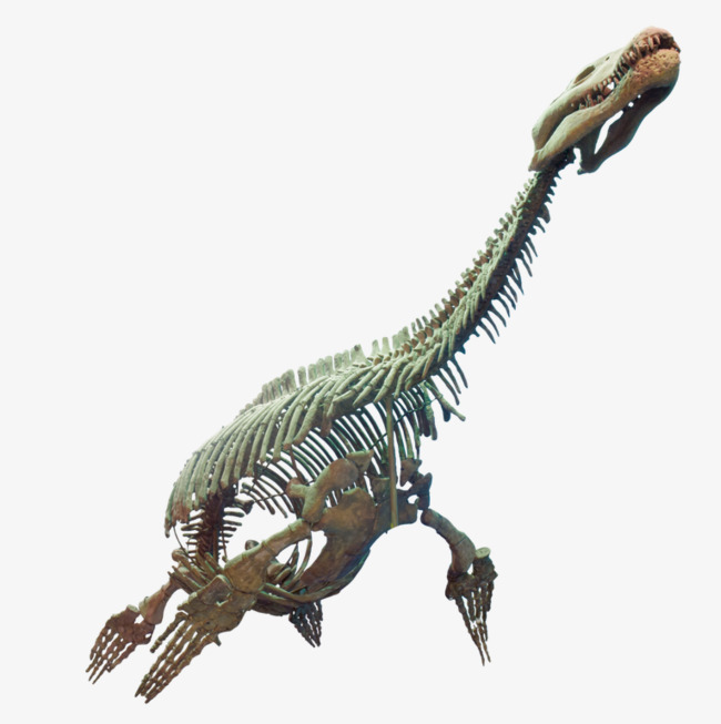 fossil clipart dragon skeleton