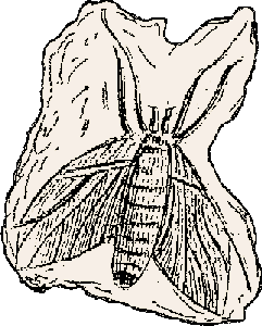 fossil clipart drawing