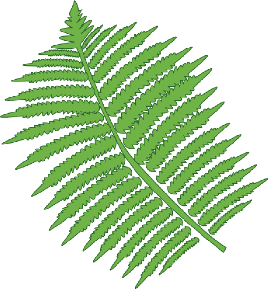 fossil clipart fern leaf