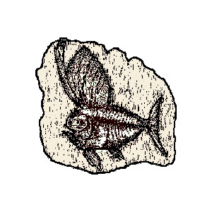 fossil clipart fish