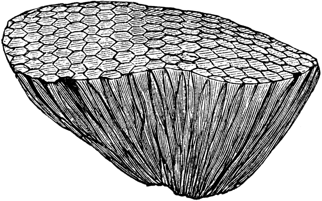 fossil clipart index fossil