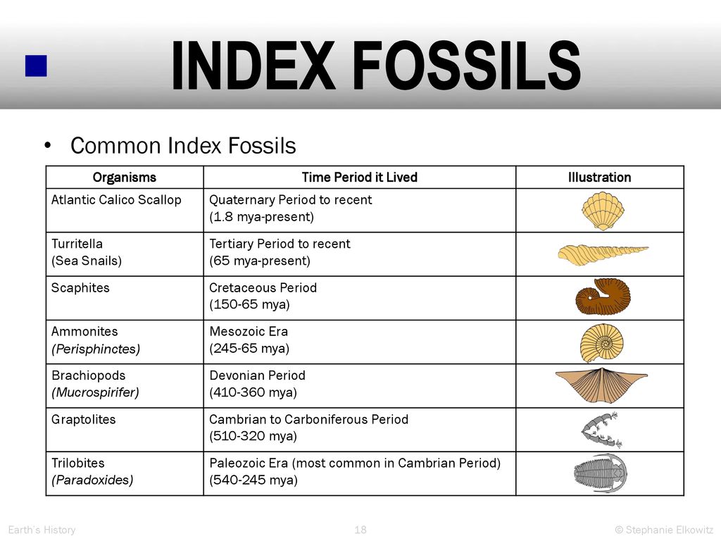 fossil clipart index fossil