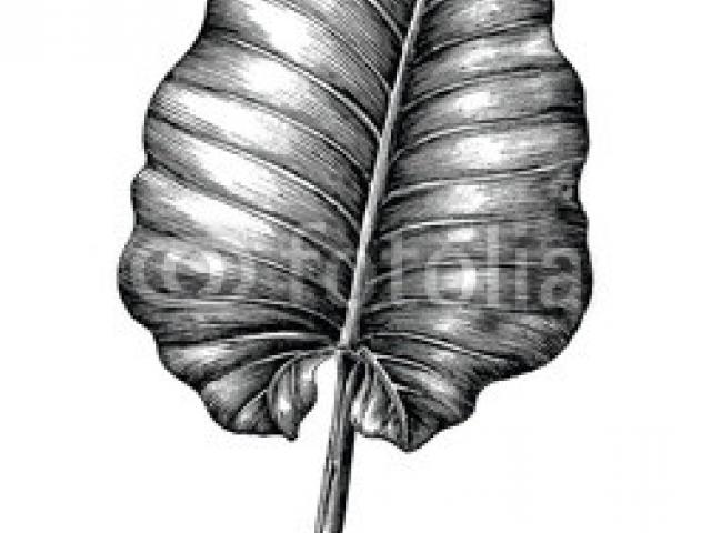 Fossil clipart leaf. X free clip art