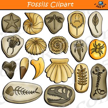 Fossils graphics on tpt. Fossil clipart leaf