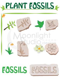 fossil clipart plant fossil
