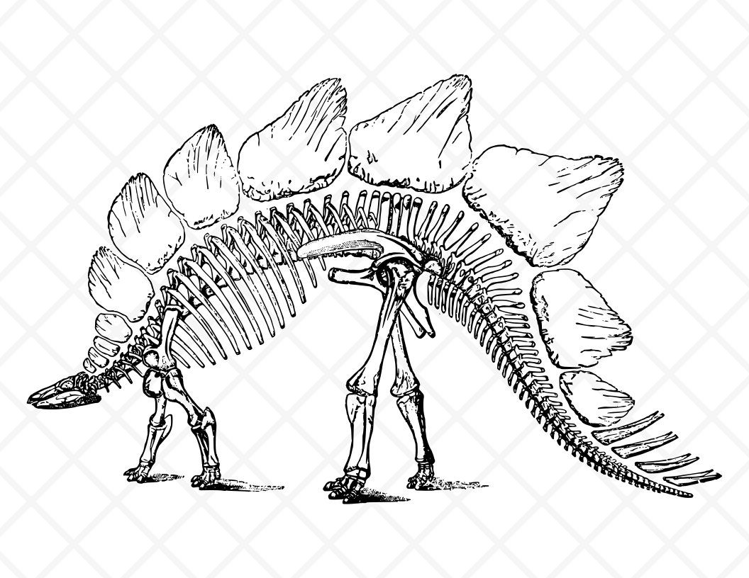 fossil clipart printable