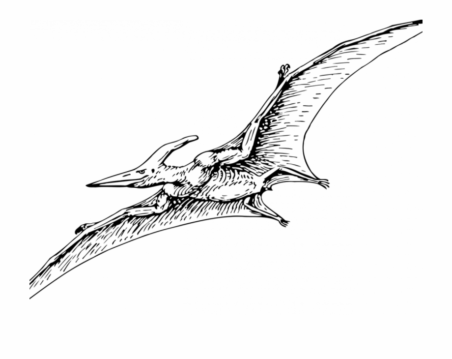 pterodactyl dinosaur fossil